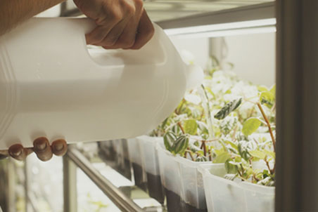 観葉植物への水やり